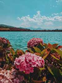 🌸Best Photoshoot Location in Lijiang