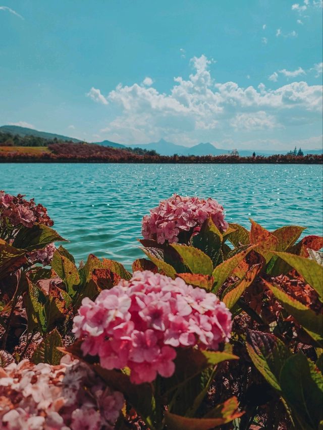 🌸Best Photoshoot Location in Lijiang
