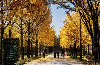 Don't just stick to the Gyeongbokgung route for your Seoul autumn trip; I’d revisit this one in a heartbeat.