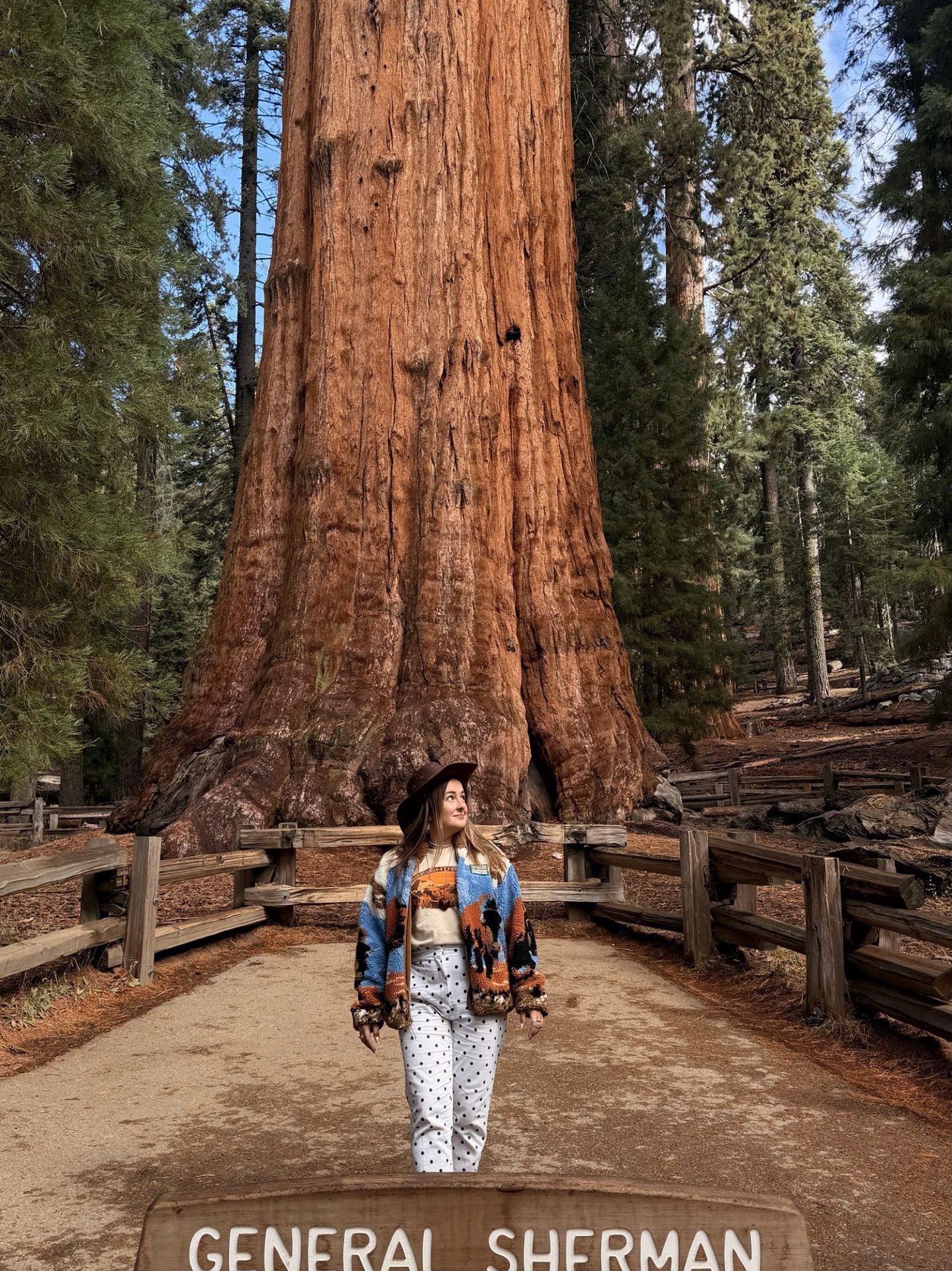 The largest tree in the world is in California! 🌲🇺🇸