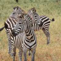 three days safari ngorongoro crater 