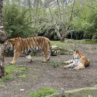 아일랜드 더블린 동물원, Dublin Zoo