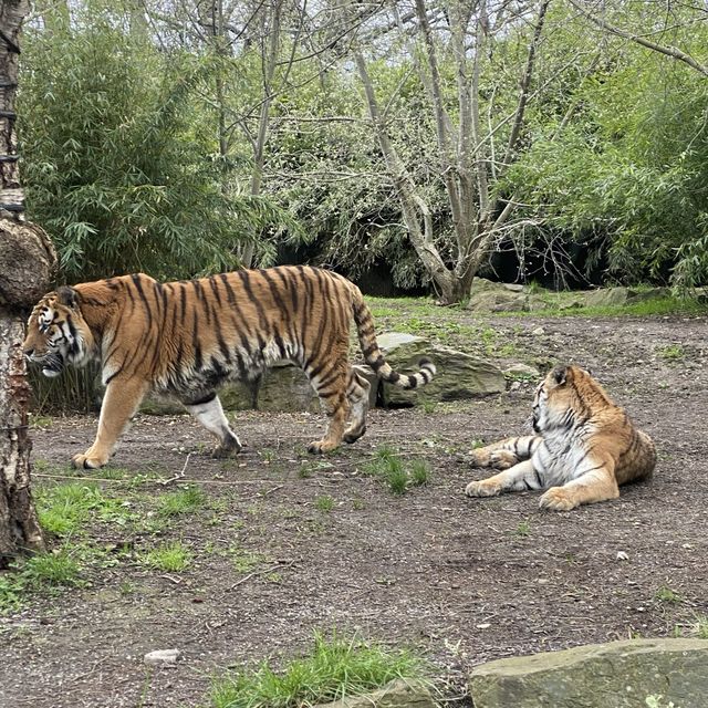 아일랜드 더블린 동물원, Dublin Zoo