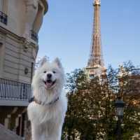 The best viewpoints to see the Eiffel Tower