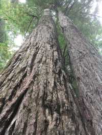 Exploring the Enchanting Redwood Forest