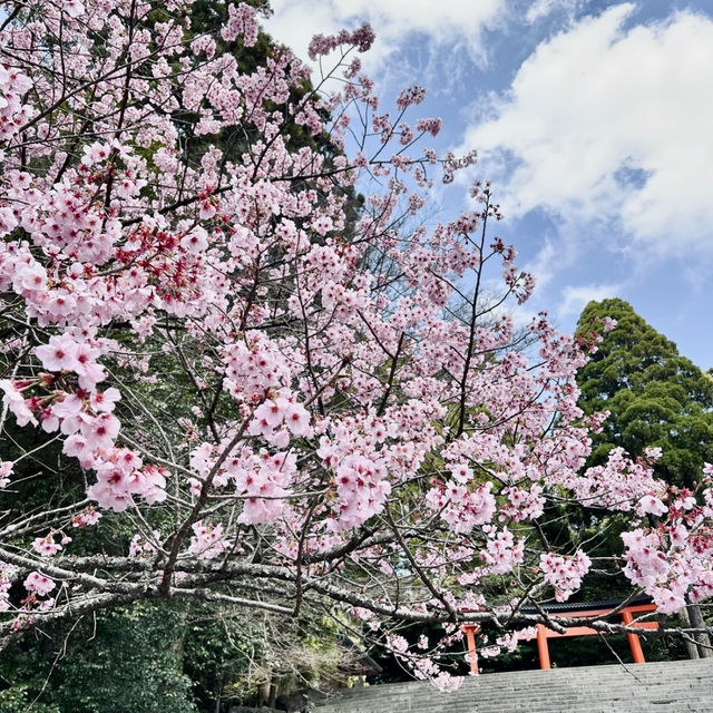 🌸Cherry blossoms in Kagoshima🌸