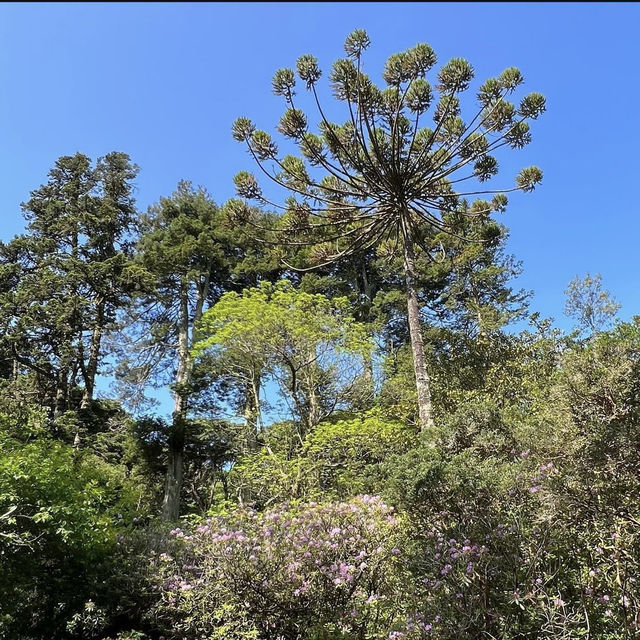 <葡萄牙 Sintra 🇵🇹> 浪漫三色宮殿 ⬜️🟨🟥