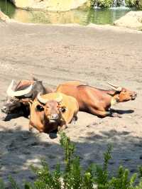 Bioparc Valencia - Spain