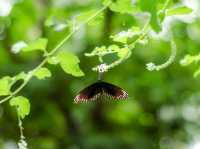 Bangkok Butterfly garden 🪴 