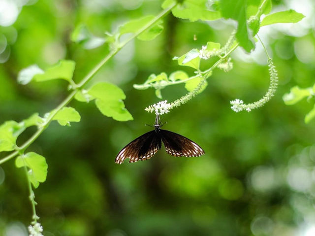 Bangkok Butterfly garden 🪴 