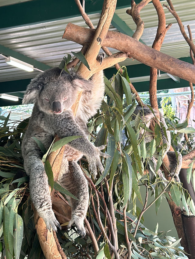 Picture perfect spots in Featherdale Sydney Wildlife Park
