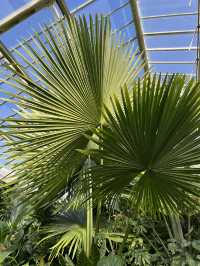 Beautiful Kew Gardens visit at least once!!