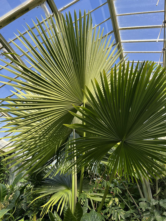 Beautiful Kew Gardens visit at least once!!