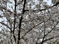 See the spectacular Cherry Blossoms @ Matsuyama Castle 
