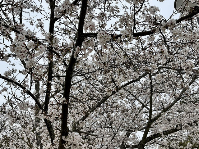 See the spectacular Cherry Blossoms @ Matsuyama Castle 