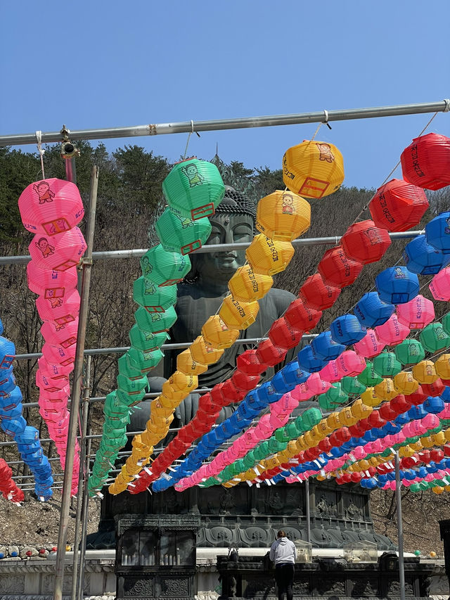 Korea in Bloom: Memories to Last a Lifetime 🇰🇷
