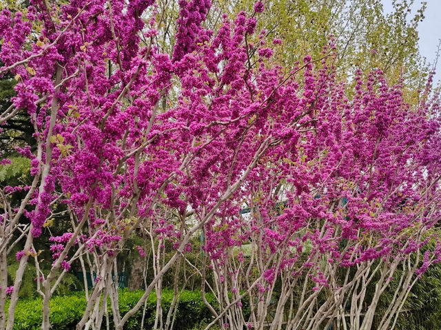 Zhongshan Park