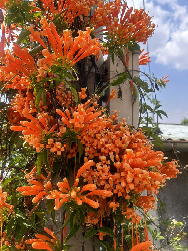Love 🧡 and cosmic architecture of Dalat living 