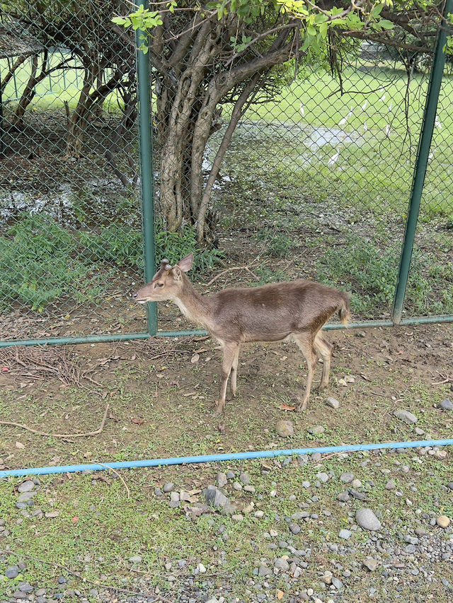 🦁🌿 Vigan Safari Adventure – Where the Wild Roars in the North! 🌿🦓