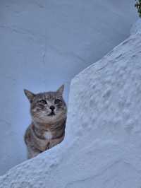 I can't recommend Santorini Island enough—you'll thank me later!