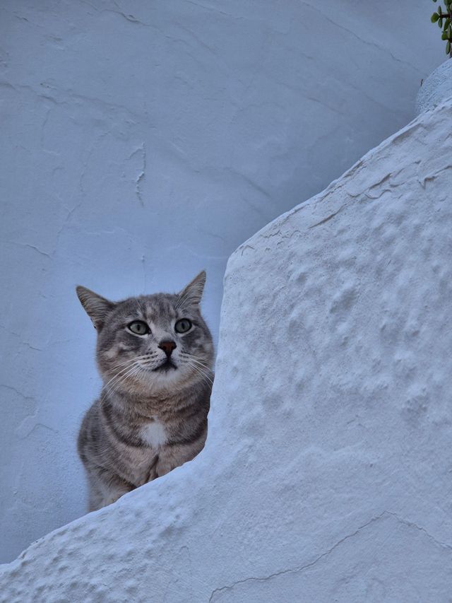 I can't recommend Santorini Island enough—you'll thank me later! I can't recommend Santorini Island enough—you'll thank me later!