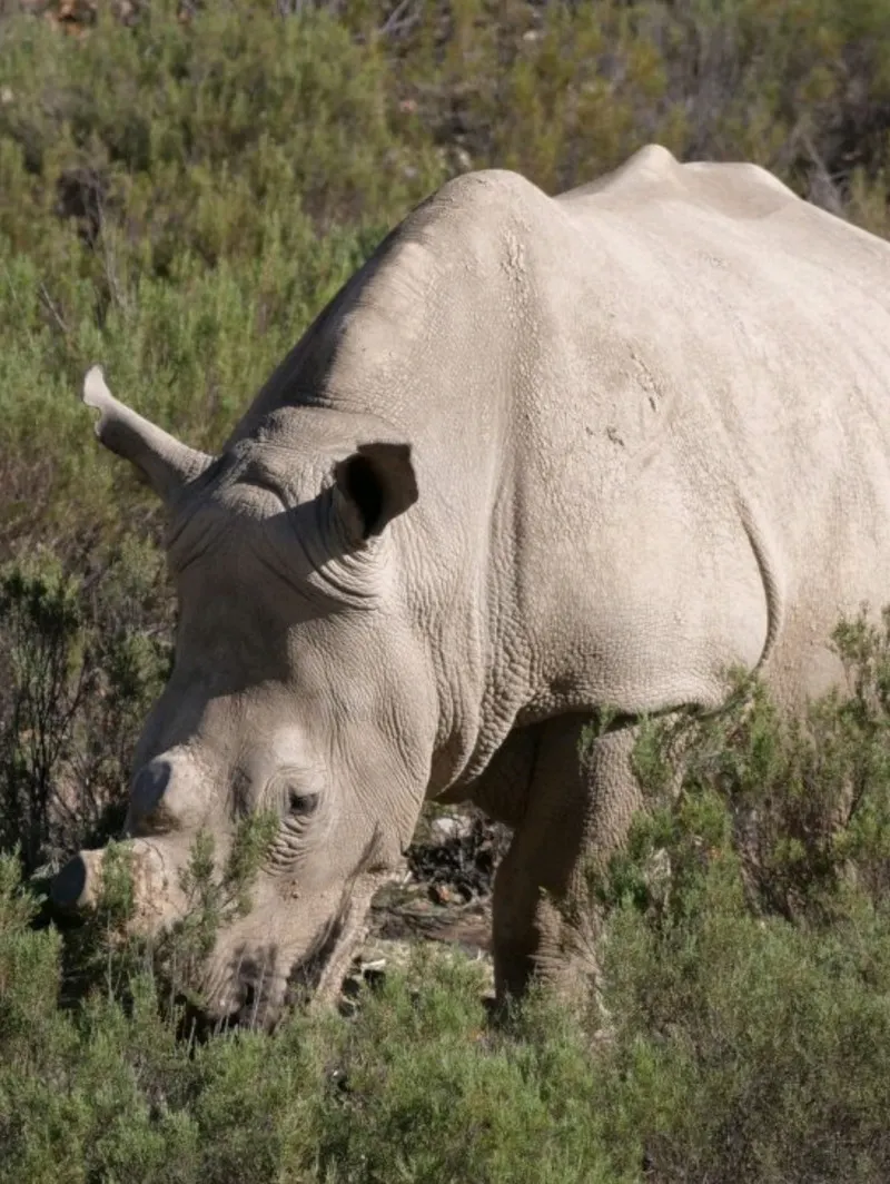 African Safari: Our Experience at Aquila.