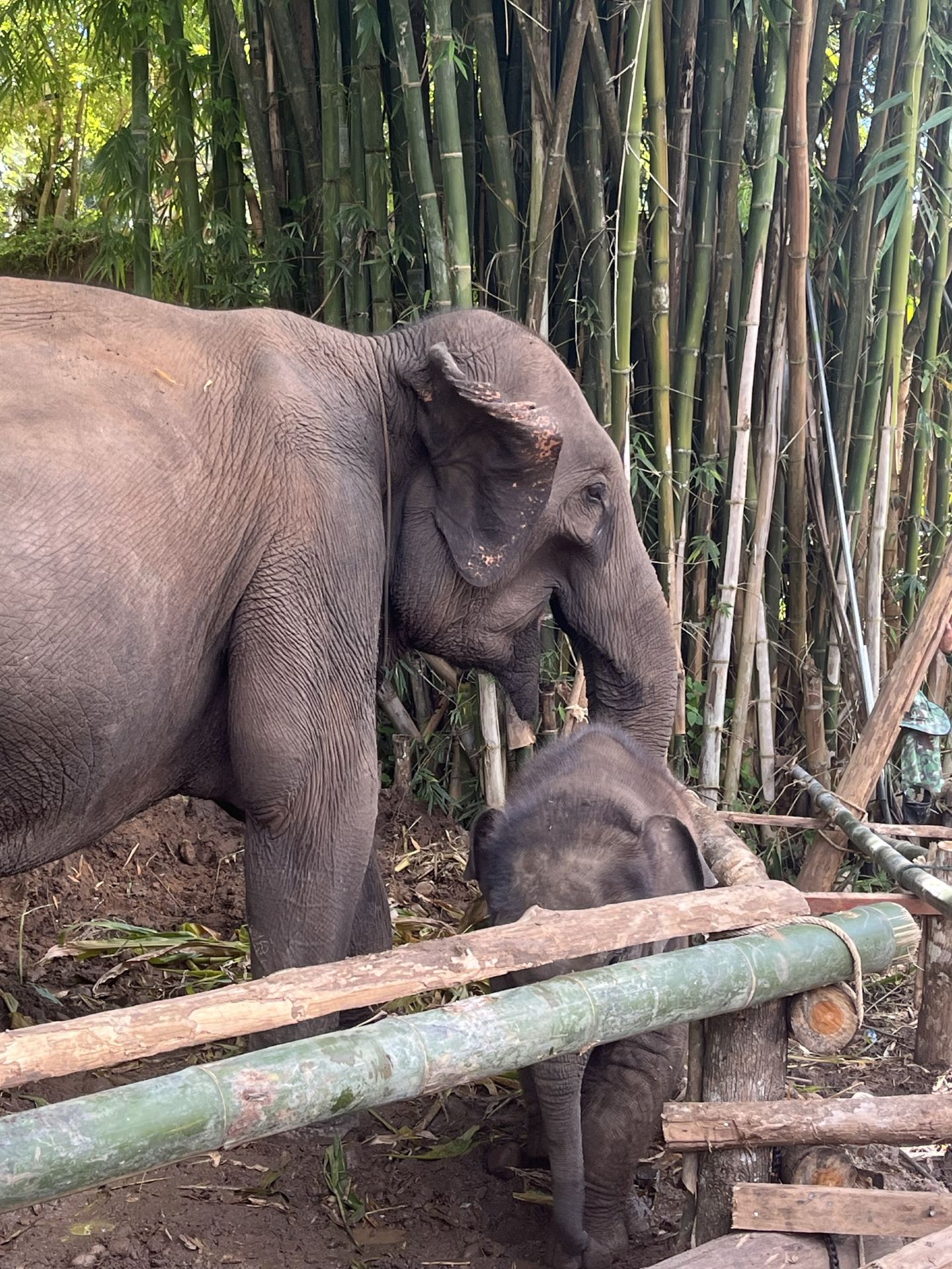 An Unforgettable Day at KERCHOR Elephant Eco Park in Chiang Mai