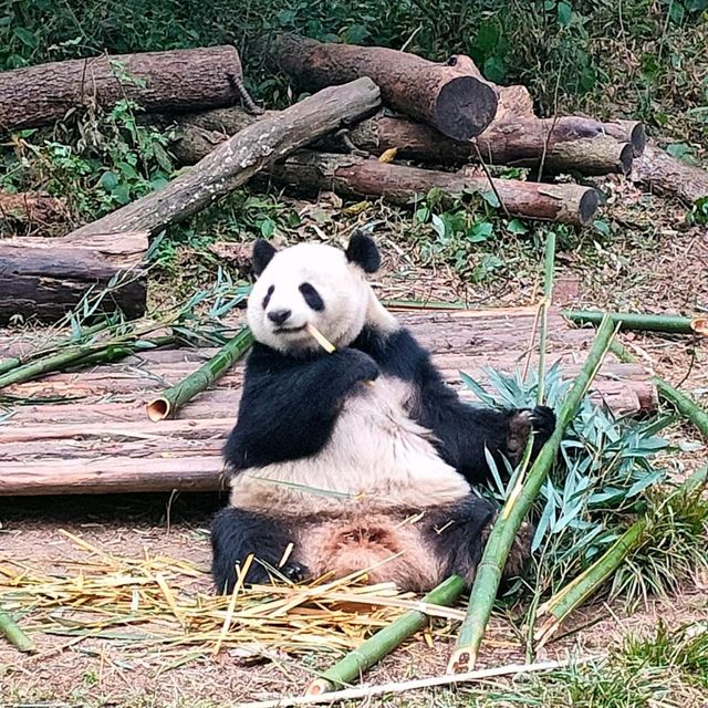 Chengdu Panda and city day 