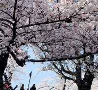 The cherry blossoms on the Kyoto Bekkaku Embankment are unbelievably beautiful!