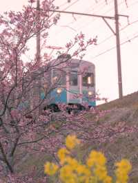 Enjoy the cherry blossoms 🌸 in Kawazu River.