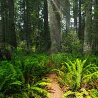 🌲 Redwoods: Towering Giants 🌲