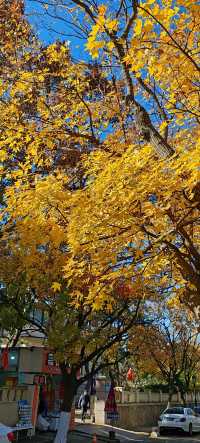 青島八大關異國建築群在色彩斑斕的閃爍下更加奪目迷人