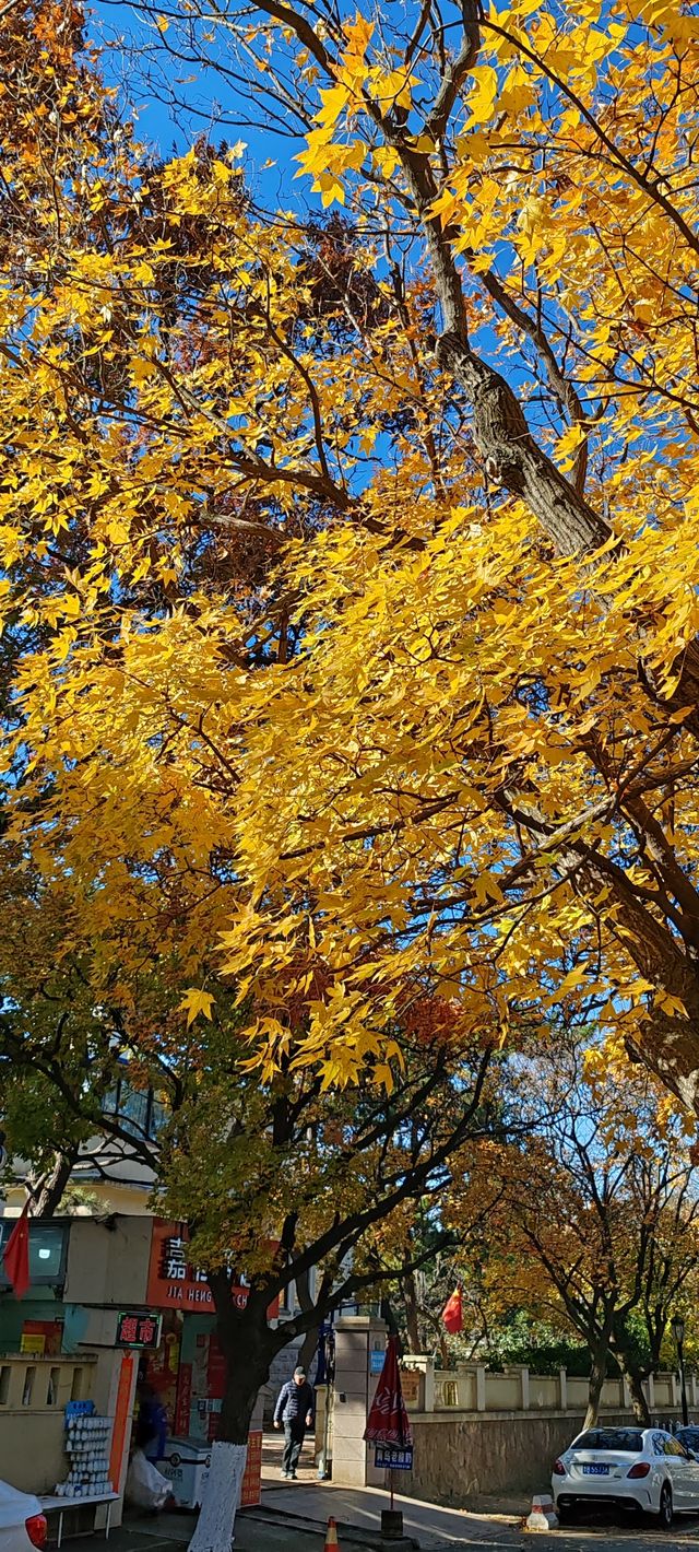 青島八大關異國建築群在色彩斑斕的閃爍下更加奪目迷人 青島八大關異國建築群在色彩斑斕的閃爍下更加奪目迷人
