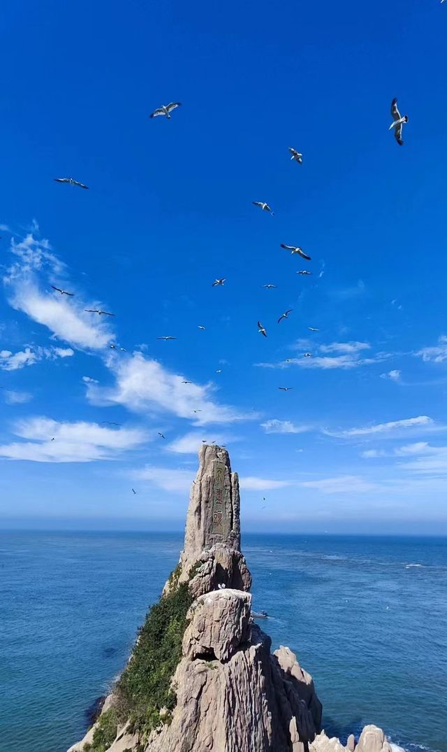 來海驢島餵海鳥真的很治癒！！！