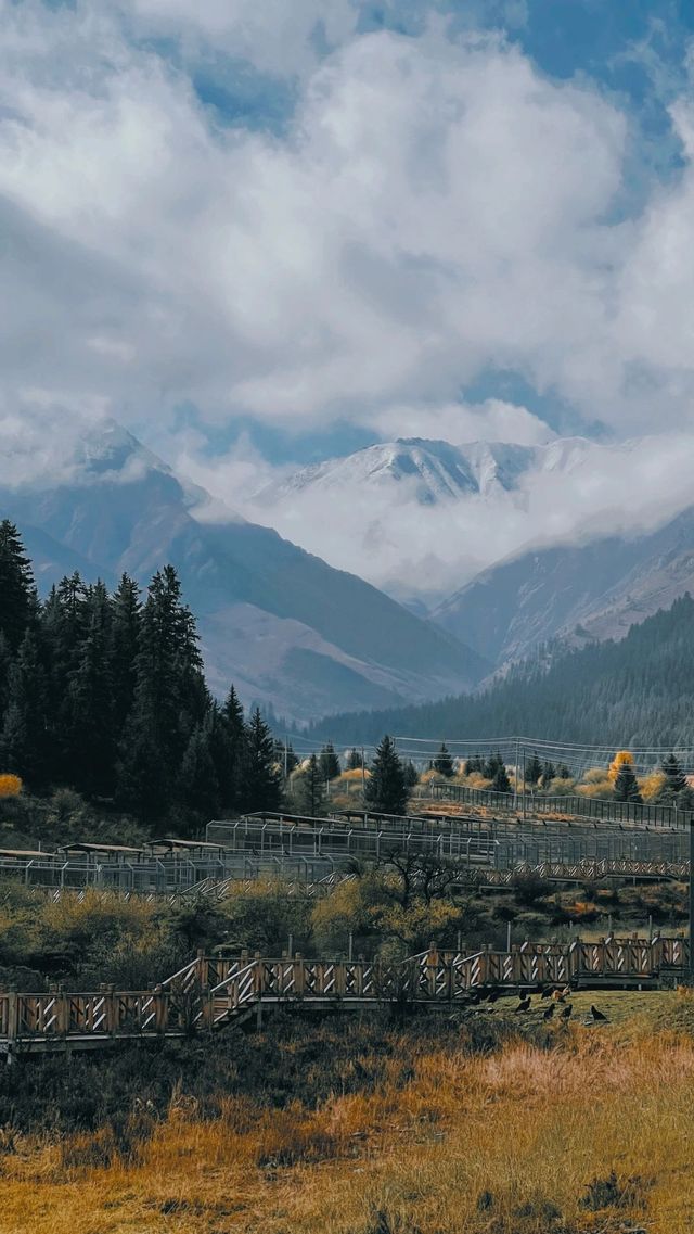 是眼前的羊群，是遠方的雪山，卓爾山，自由都在風裡