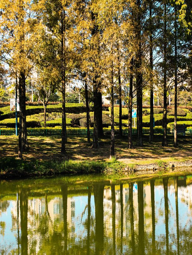 福州閩江公園南園賞秋正當時