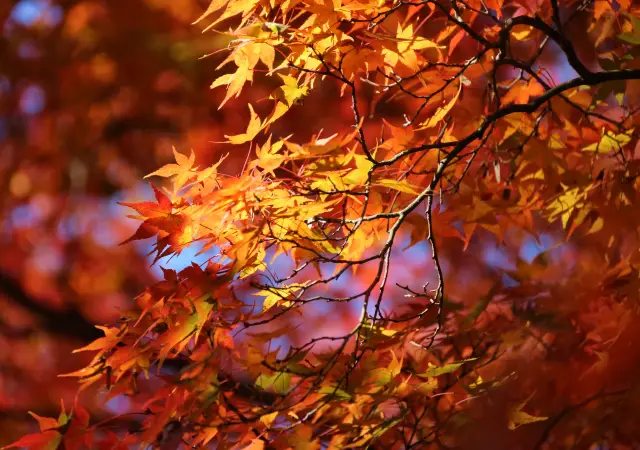 紅葉の季節には、必ず賑わいのある清水寺と南禅寺に行きましょう