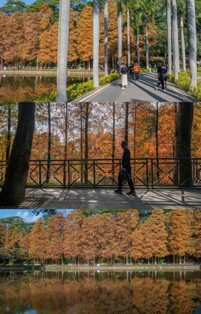 冬日陽光下，廣州天河公園的落羽杉可美