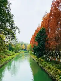 成都人都在逛的紅杉林，也太好拍了