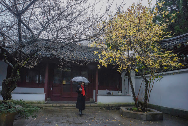 去常熟興福禪寺拍一組禪意蠟梅寫真，小城冬日生活平淡又浪漫