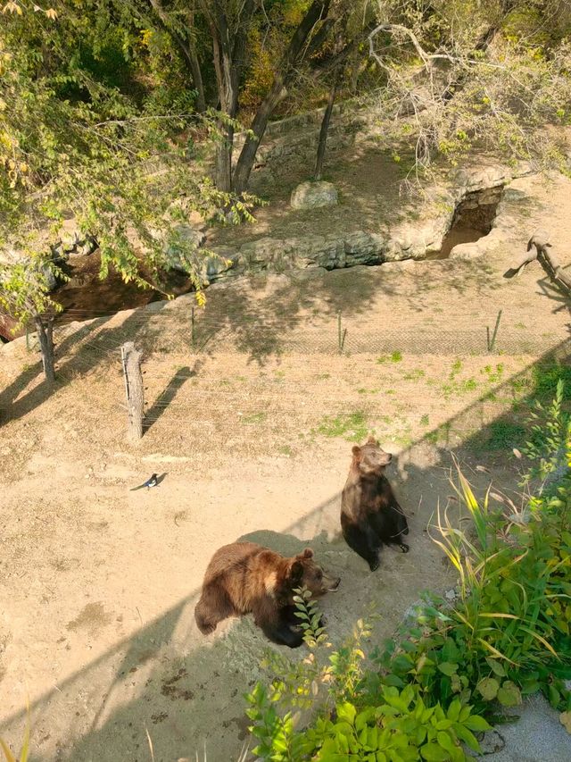 中國版瘋狂動物城一起快樂成精