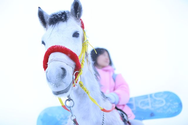 在可可托海不滑雪的日子