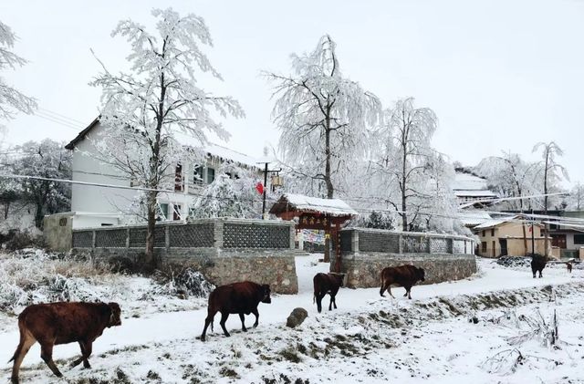 一帶一路•美麗鄉村，通渭馬營邀你來賞雪景