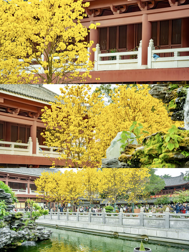 太開心了，光孝寺裡居然也有黃花風鈴木