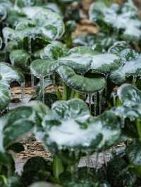 浙江的冰雪世界，我在缙云找到超美「魯冰花」