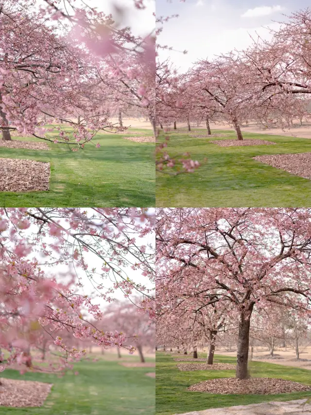 花季上海辰山植物園早櫻盛開~