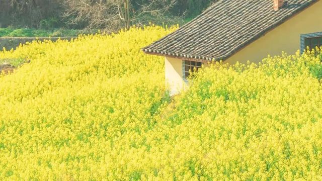 徜徉月河川道，賞清代鳳堰古梯田油菜花海