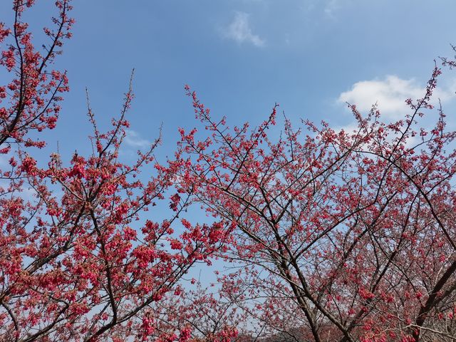 南京空氣好，景色好！銀杏湖如畫春天