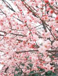 春天一定要去武漢感受粉紅色的浪漫