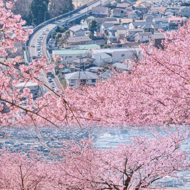 2024賞櫻必看的櫻花前線！日本各地開花預測大公開！